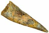 Fossil Pterosaur (Siroccopteryx) Tooth - Morocco #298754-1